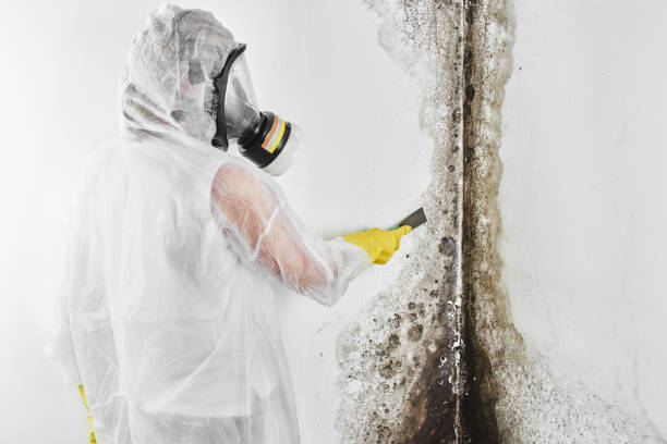 Best Preventive Mold Services in Homeland, CA
