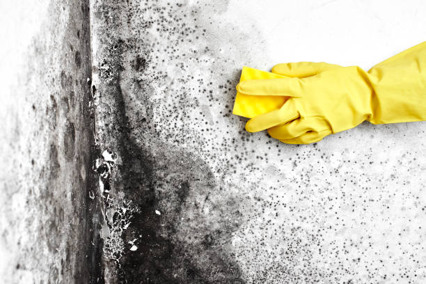 Best Residential Mold Remediation in Homeland, CA