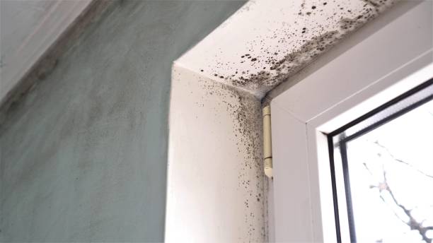 Best Mold Testing and Inspection Services in Homeland, CA