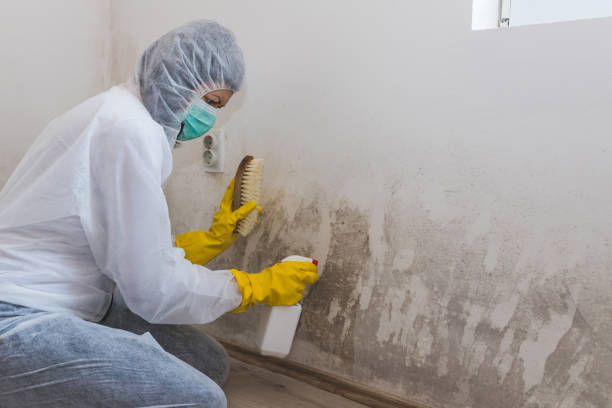 Best Bathroom Mold Remediation in Homeland, CA