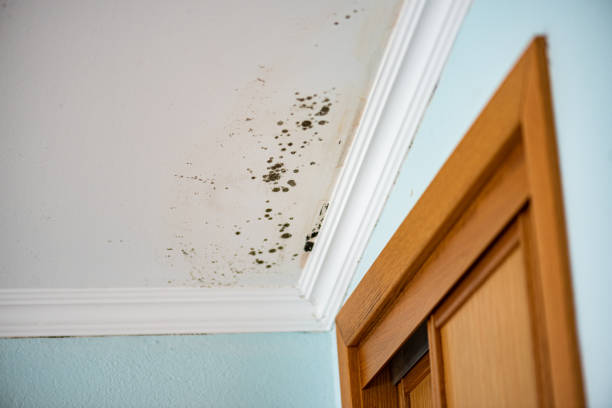 Best DIY Mold Remediation Support Services in Homeland, CA