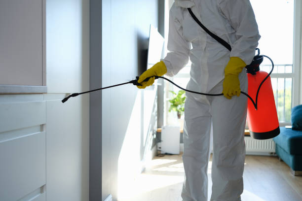 Best Industrial Mold Remediation in Homeland, CA