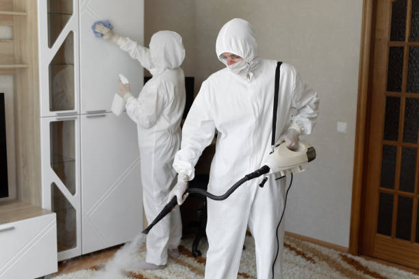 Best Attic Mold Remediation in Homeland, CA