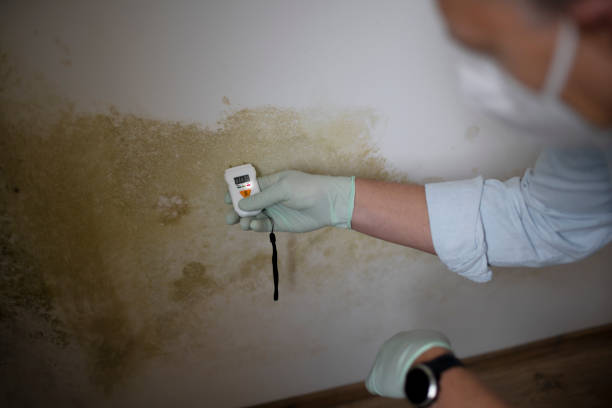 Best Residential Mold Remediation in Homeland, CA