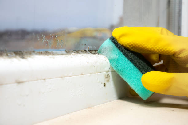 Professional Mold Remediation in Homeland, CA