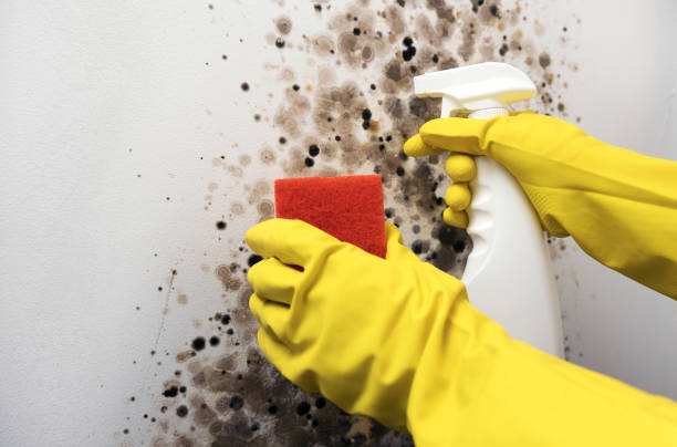 Best Commercial Mold Remediation in Homeland, CA