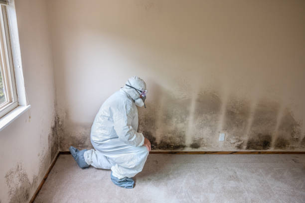 Best Residential Mold Remediation in Homeland, CA