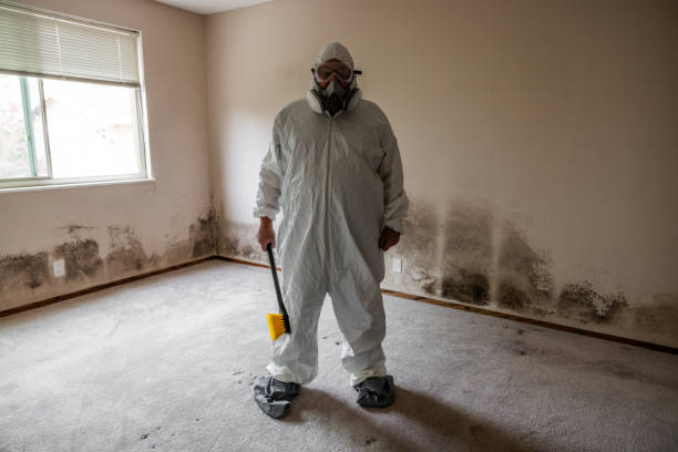 Best Residential Mold Remediation in Homeland, CA